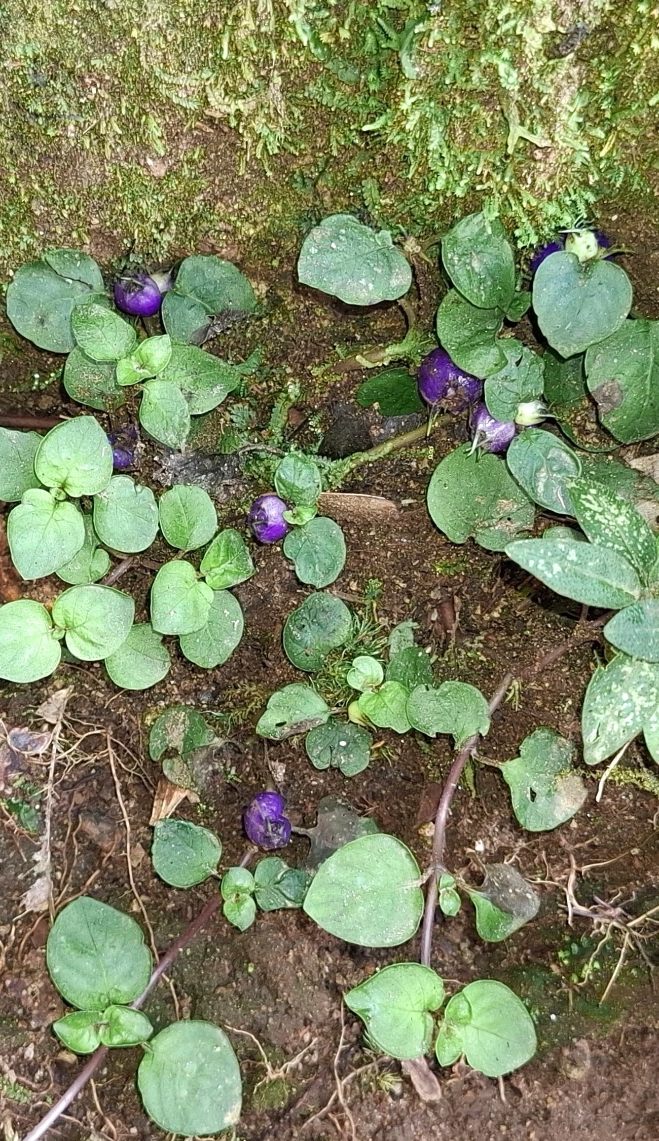 Cauabori-roxo (Coccocypselum condalia), plantas, fotografado em Pedra Selada
