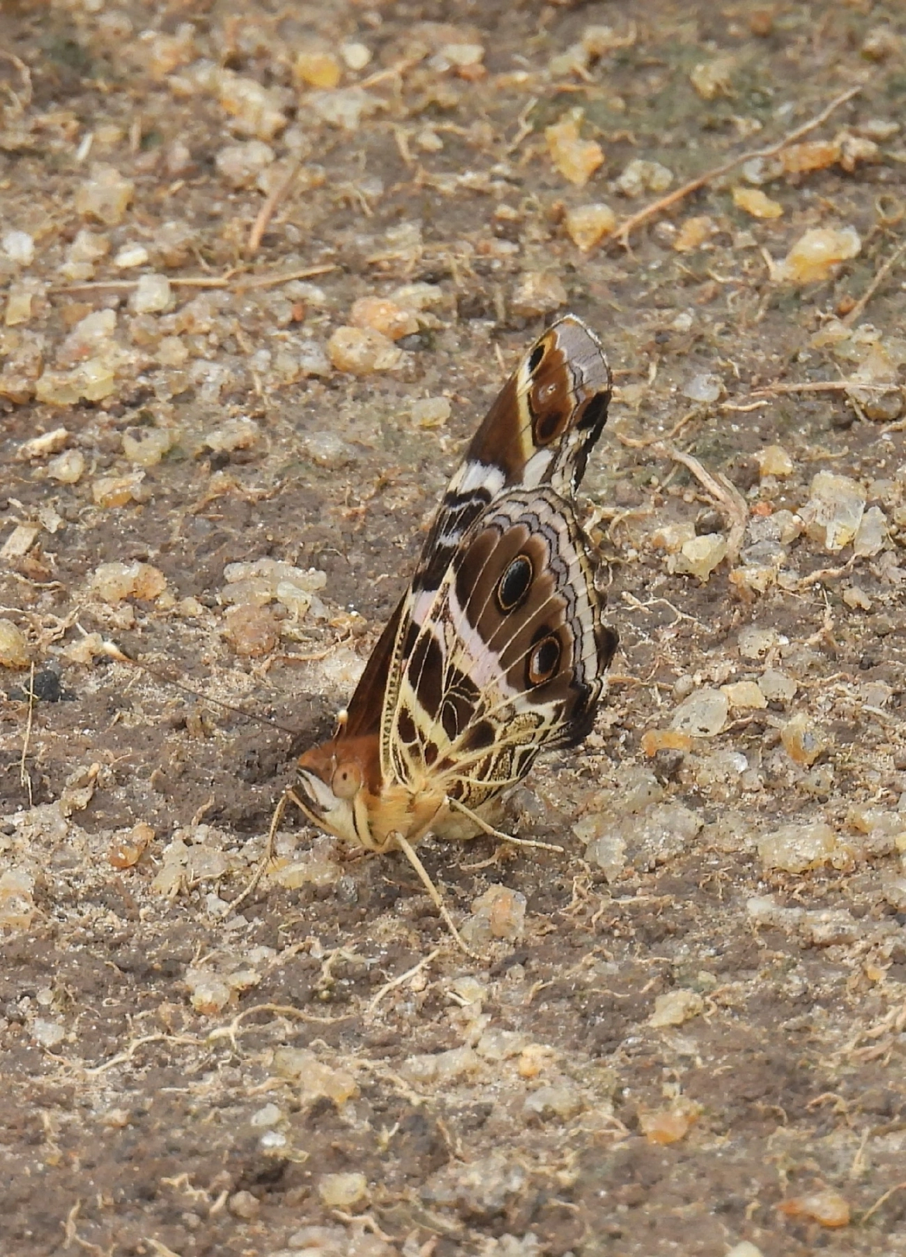Dama-bandeada (Vanessa myrinna), insetos, fotografado em Barequecaba, São Sebastião