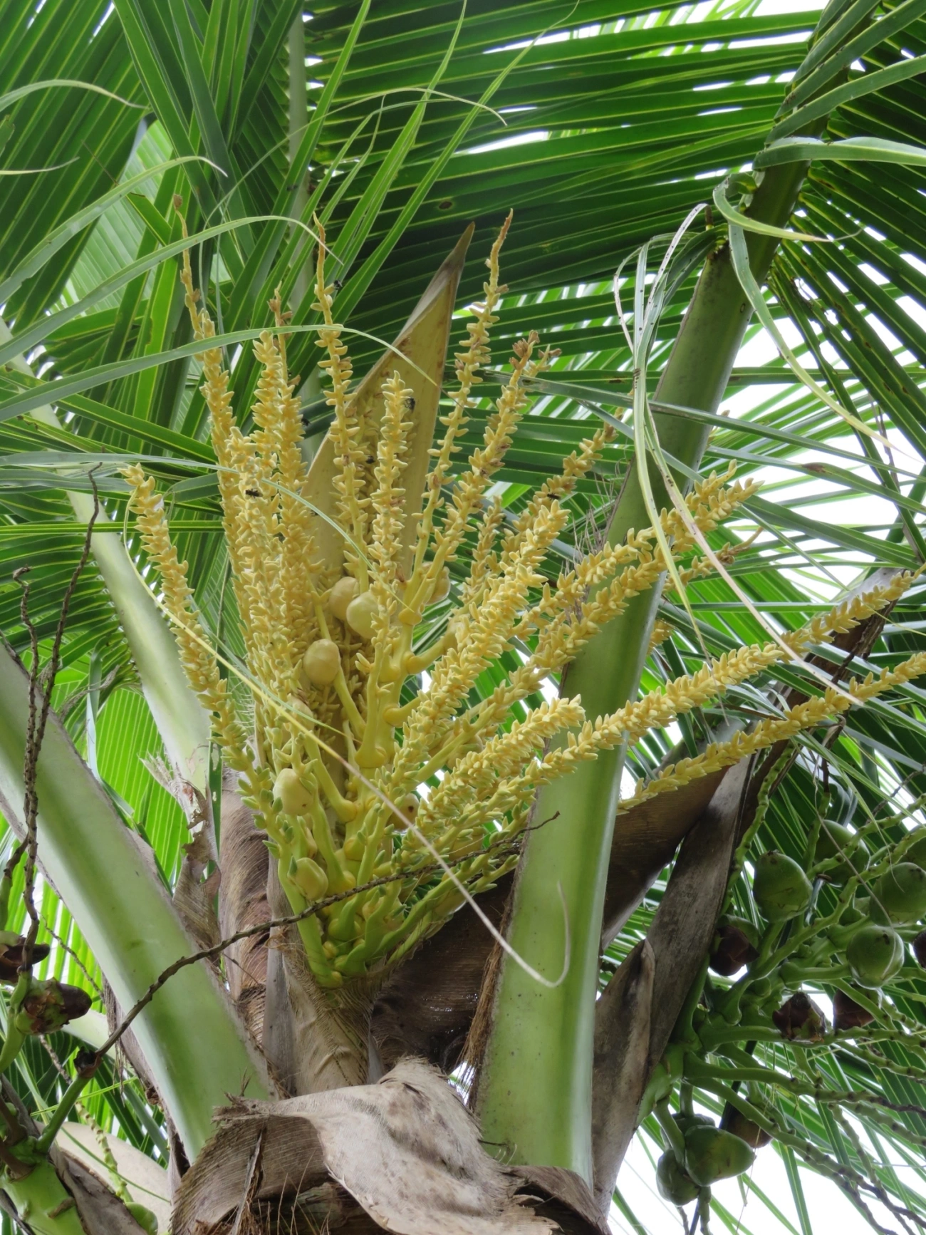 Coqueiro (Cocos nucifera), plantas, fotografado em Maresias, São Sebastião