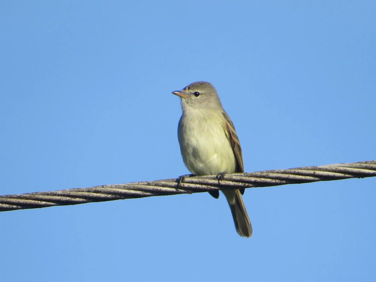 Risadinha (Camptostoma obsoletum), aves, fotografado em Maresias, São Sebastião