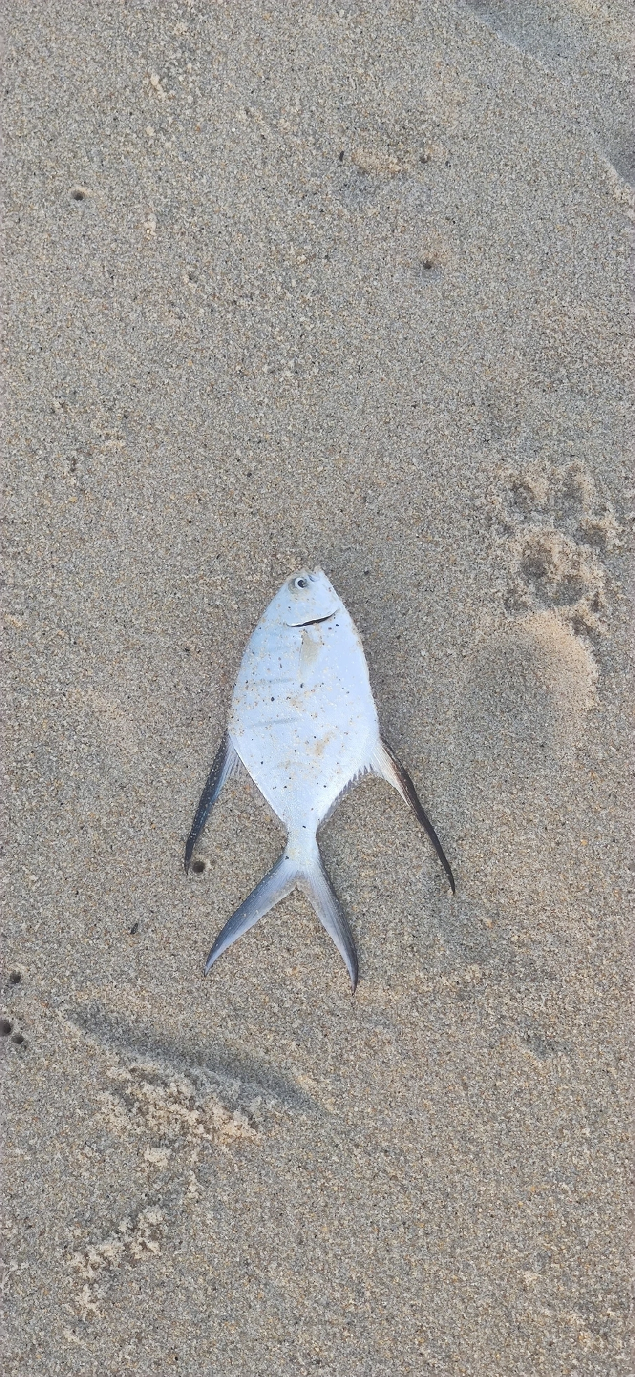 Pampo-das-Antilhas (Trachinotus goodei), peixes, fotografado em São Sebastião