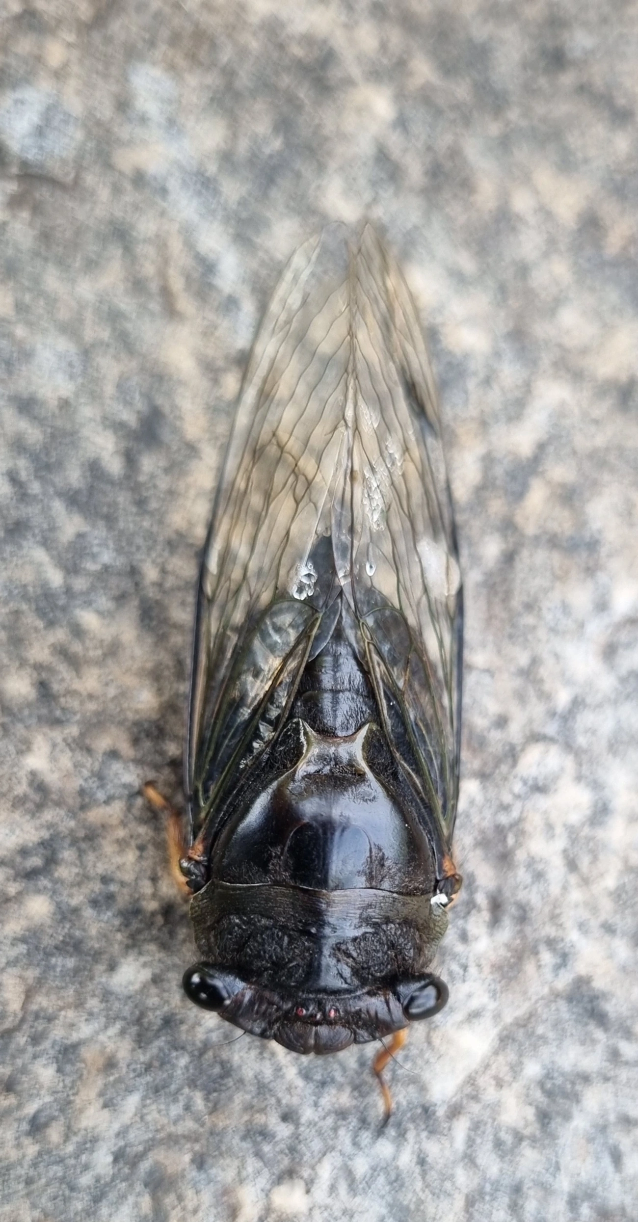 Cigarras típicas (Cicadidae), insetos, fotografado em Itu