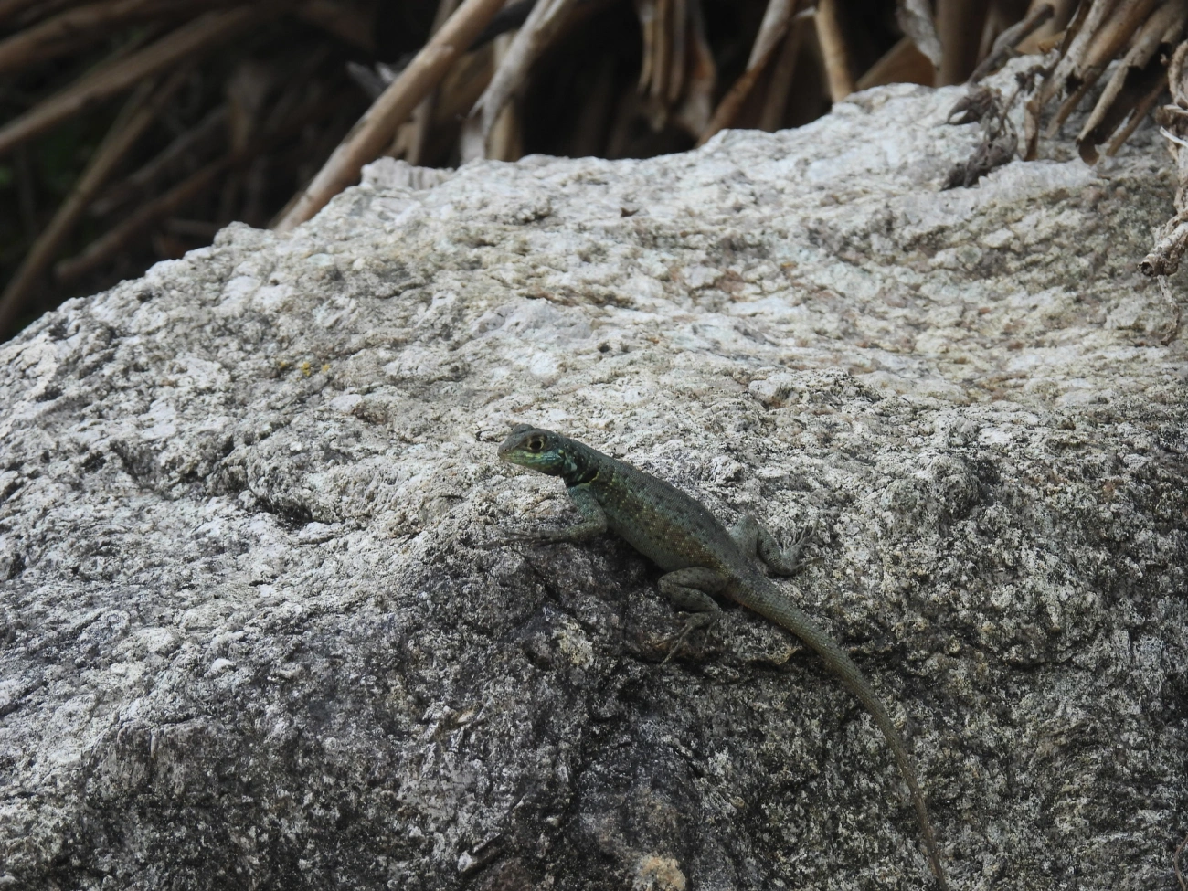 Calango (Tropidurus torquatus), répteis, fotografado em Bonete, Ilhabela