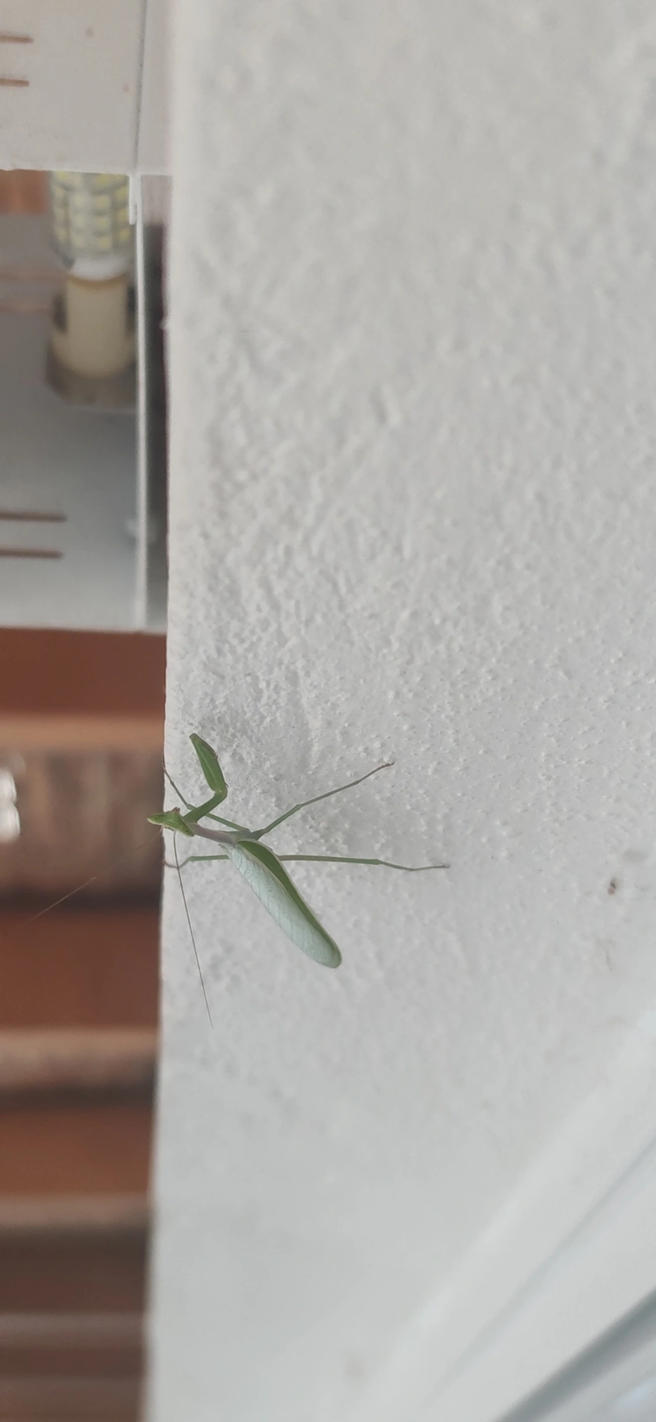 Oxyopsis, insetos, fotografado em Maresias, São Sebastião