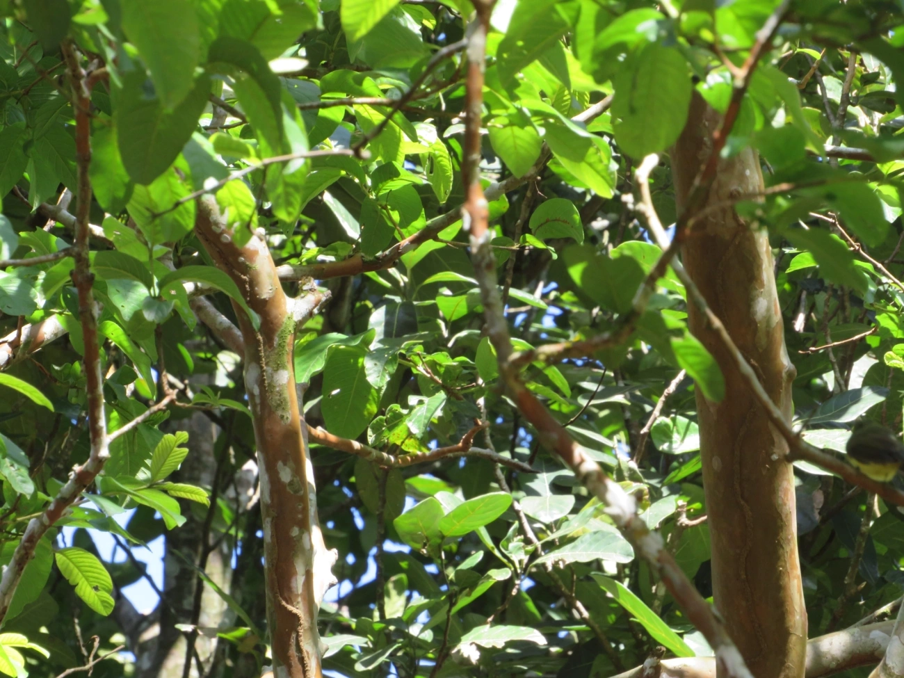 Assanhadinho (Myiobius barbatus), aves, fotografado em Paúba, São Sebastião