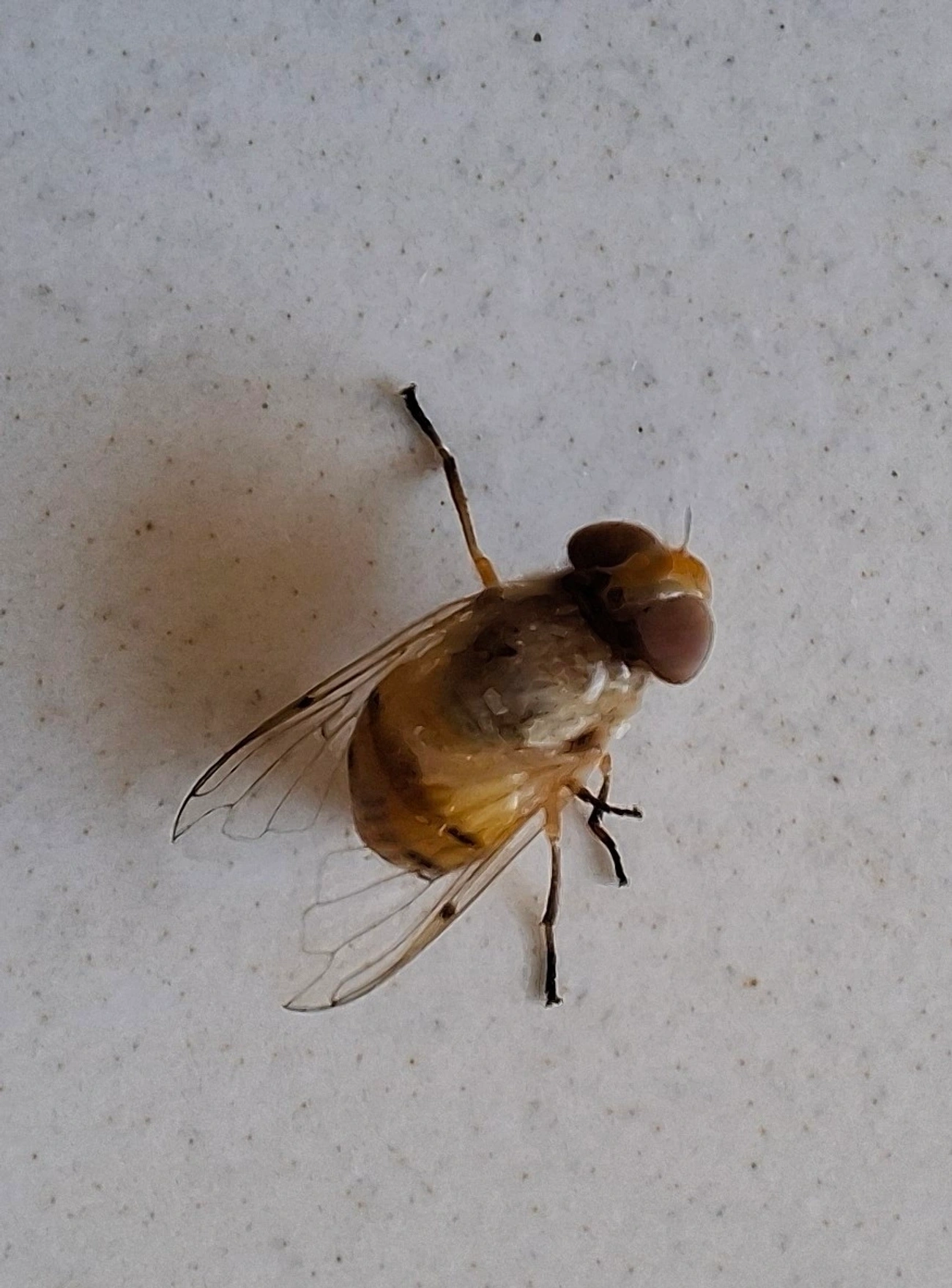 Mosca-de-bromélia-de-seis-manchas (Copestylum sexmaculatum), insetos, fotografado em Maresias, São Sebastião