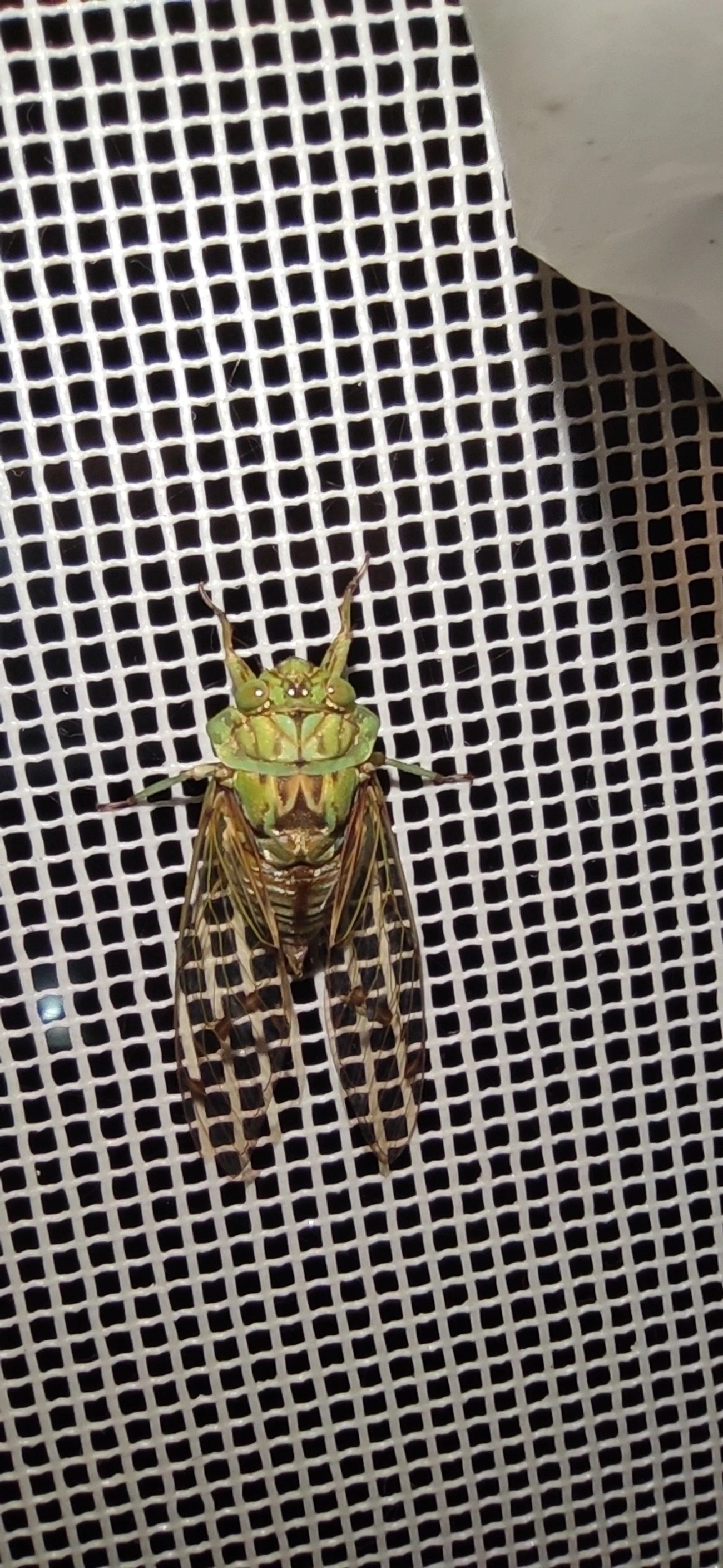 Cigarra-verde (Zammara tympanum), insetos, fotografado em Maresias, São Sebastião