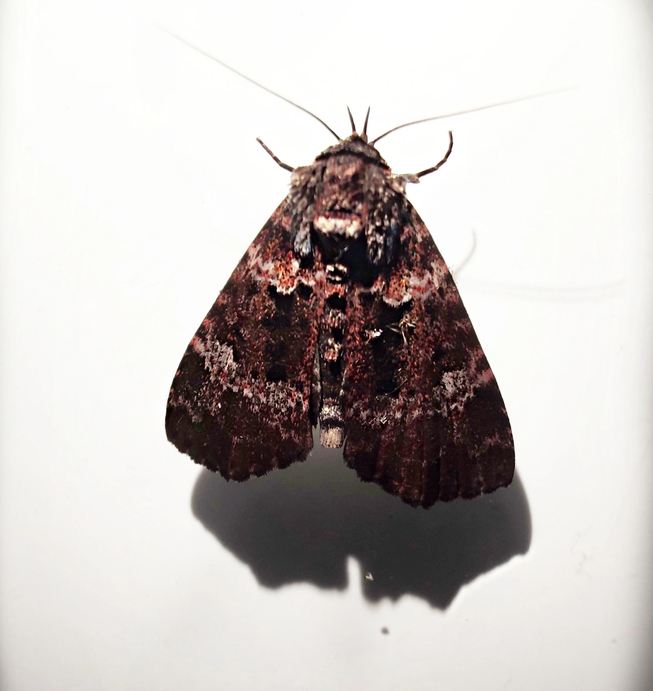 Cropia, insetos, fotografado em Maresias, São Sebastião