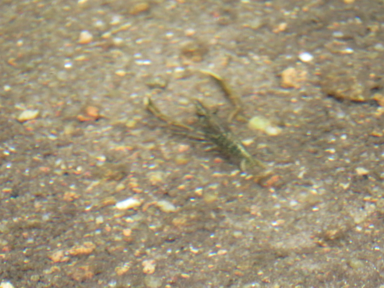 Camarão-de-água-doce (Macrobrachium potiuna), crustáceos, fotografado em Maresias, São Sebastião