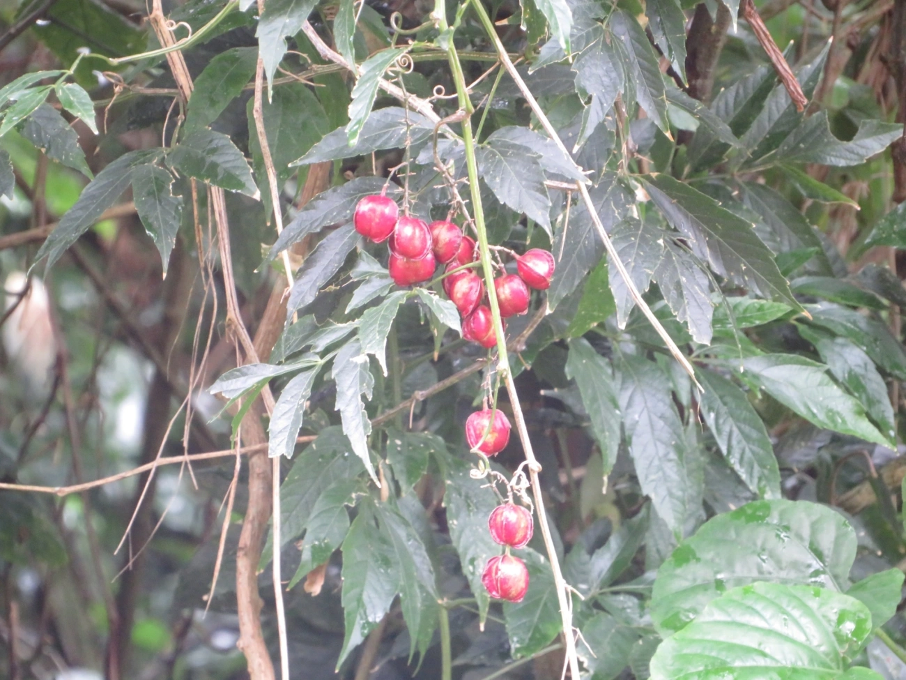 Plantas (Plantae), plantas, fotografado em Maresias, São Sebastião