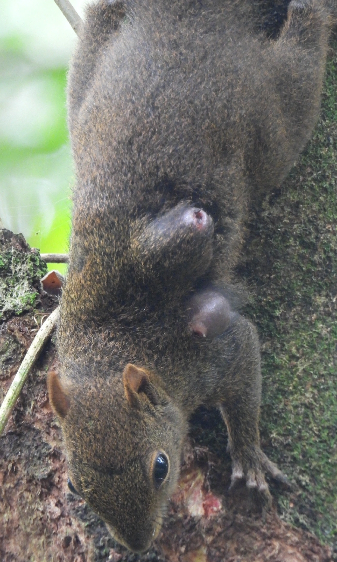 Caxinguelê (Sciurus brasiliensis), mamíferos, fotografado em Ilhabela