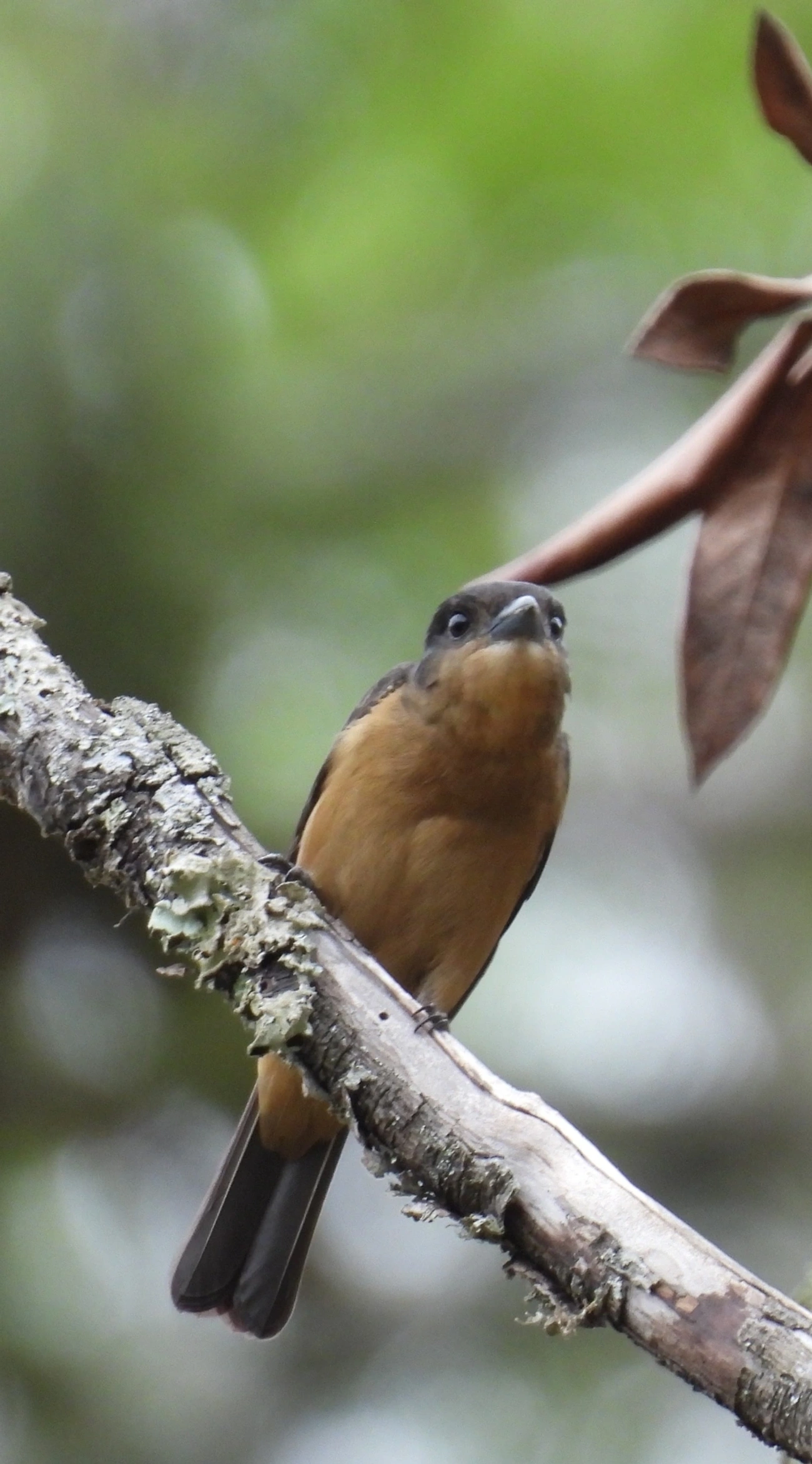 Caneleiro-de-Chapéu-Preto (Pachyramphus validus), aves, fotografado em Santa Isabel