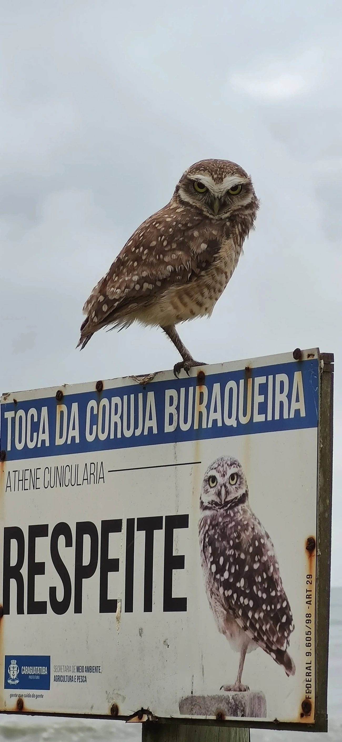 Coruja-buraqueira (Athene cunicularia), aves, fotografado em Caraguatatuba