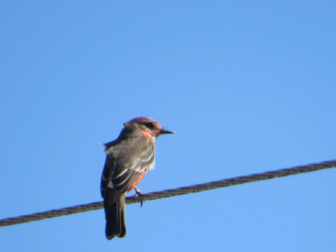 Príncipe (Pyrocephalus rubinus), aves, fotografado em Maresias, São Sebastião