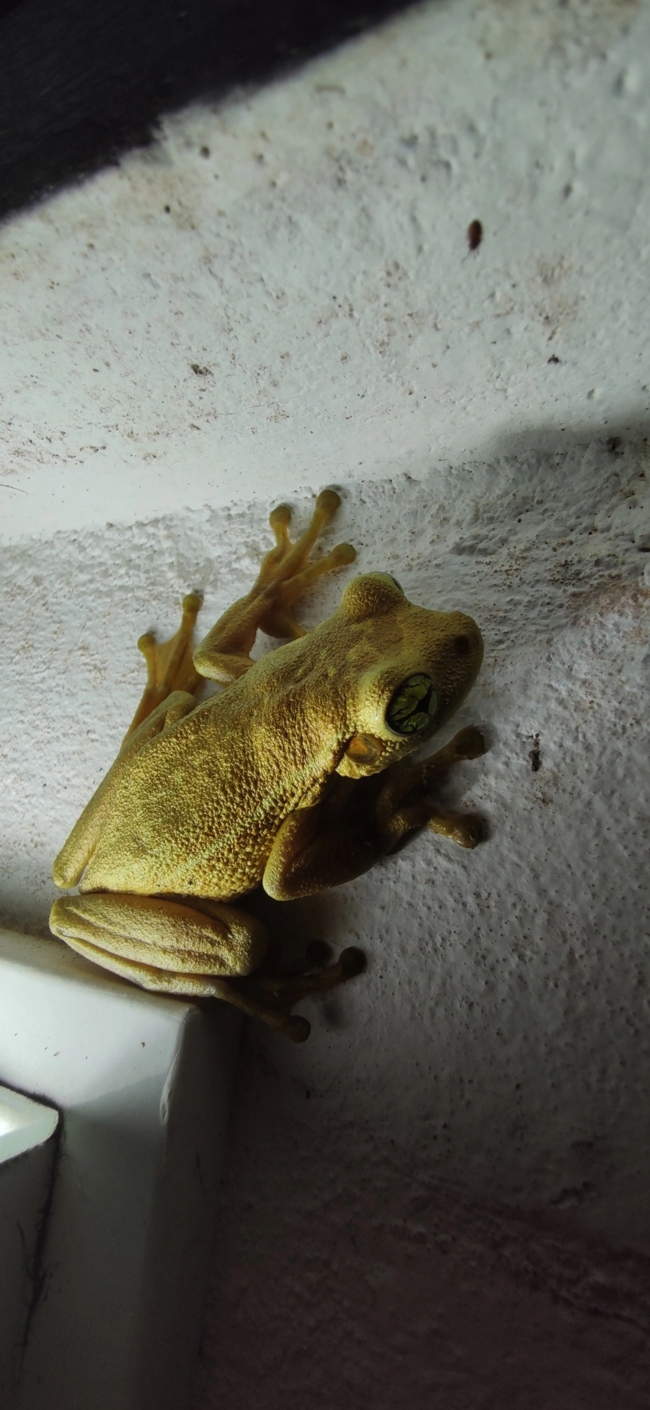 Perereca-grudenta (Trachycephalus mesophaeus), anfíbios, fotografado em Maresias, São Sebastião