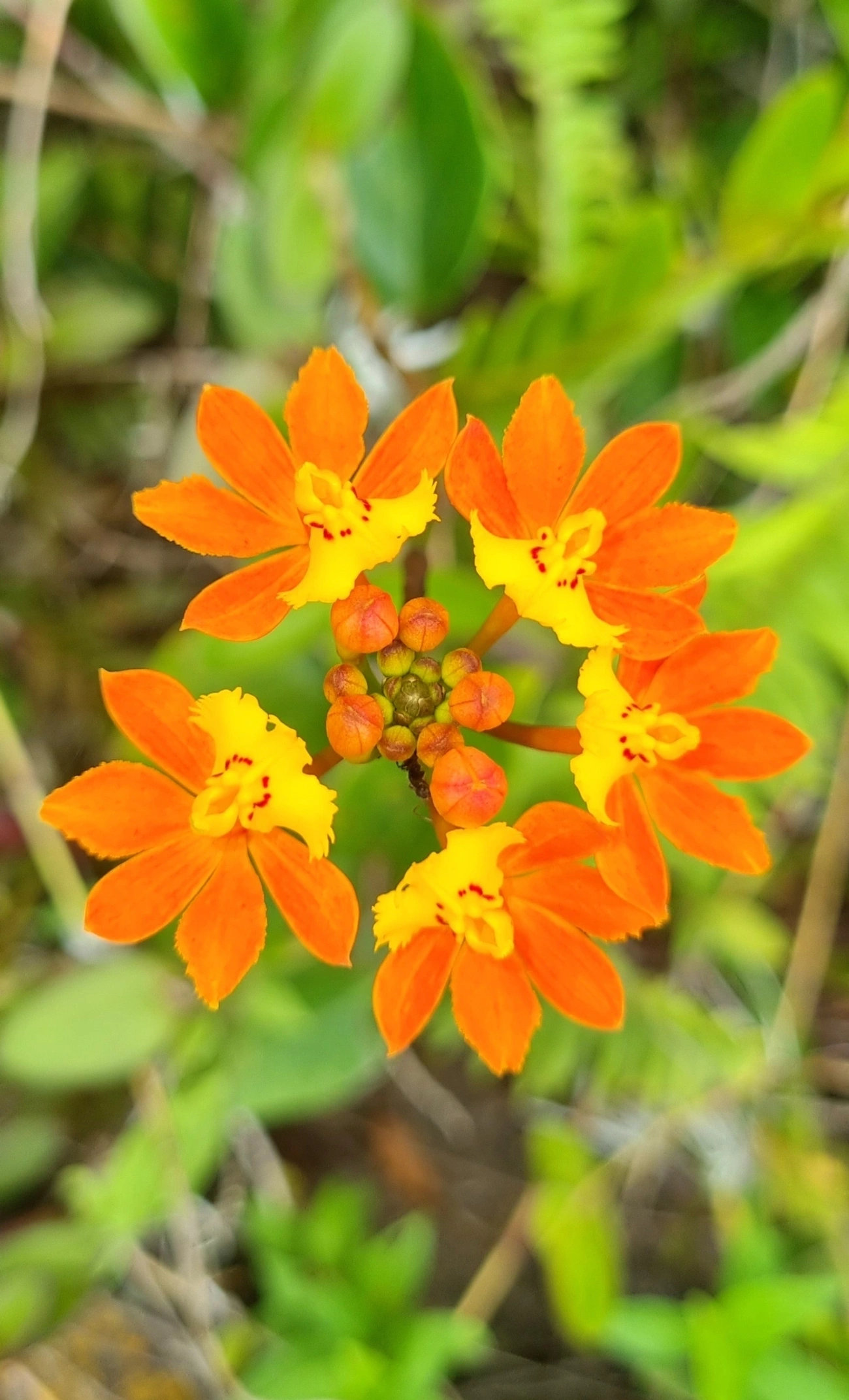 Orquídea-da-Praia (Epidendrum fulgens), plantas, fotografado em Toque-Toque Grande, São Sebastião