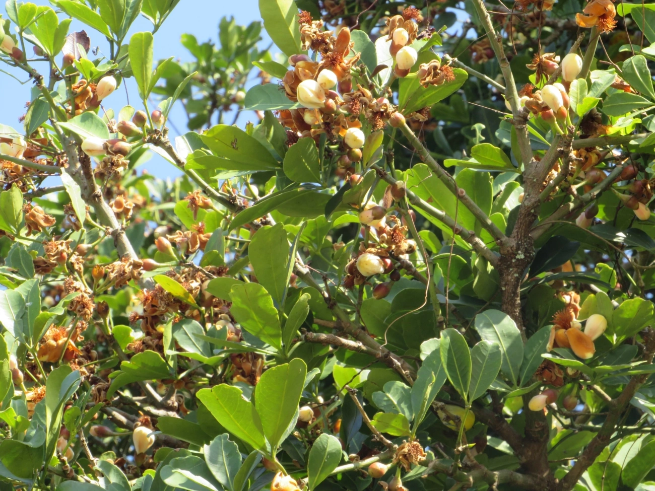 Bombacoideae, plantas, fotografado em Maresias, São Sebastião