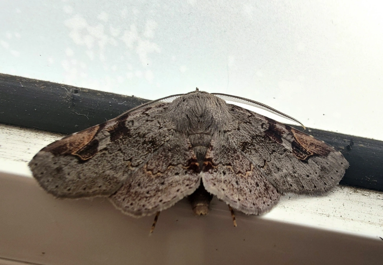 Borboletas e traças (Lepidoptera), insetos, fotografado em Maresias, São Sebastião