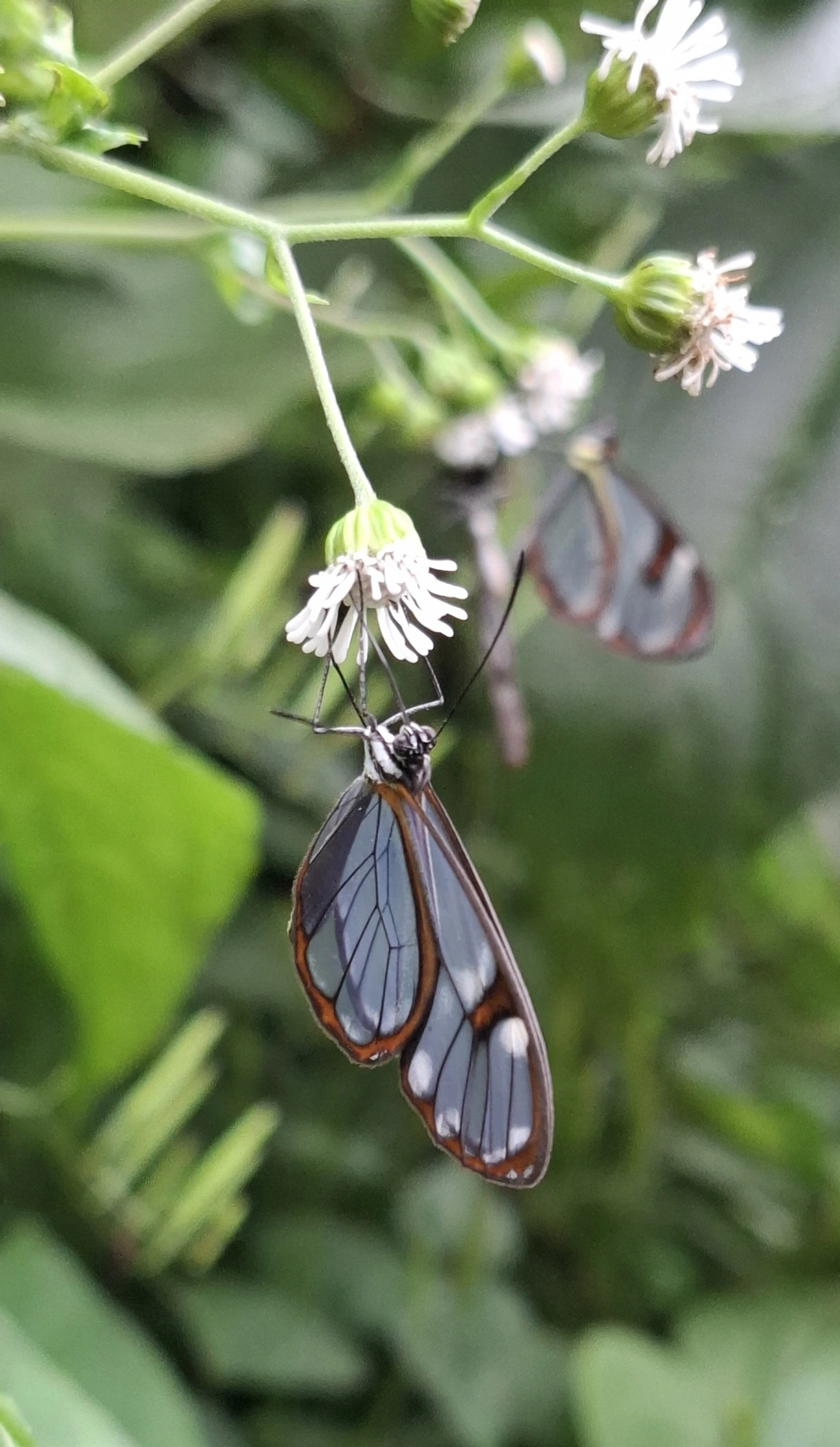 Asa-de-vidro (Ithomia drymo), insetos, fotografado em Maresias, São Sebastião