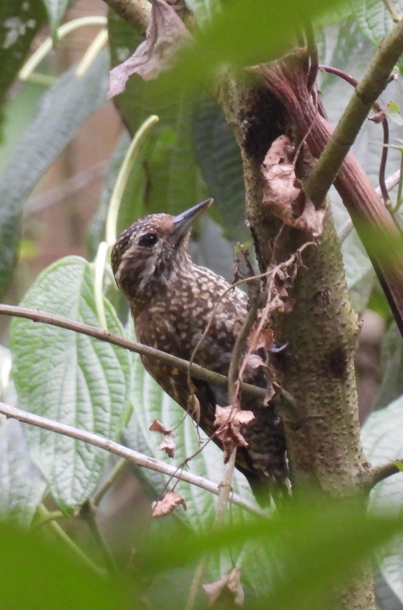 Picapauzinho-verde-carijó (Veniliornis spilogaster), aves, fotografado em Santa Isabel