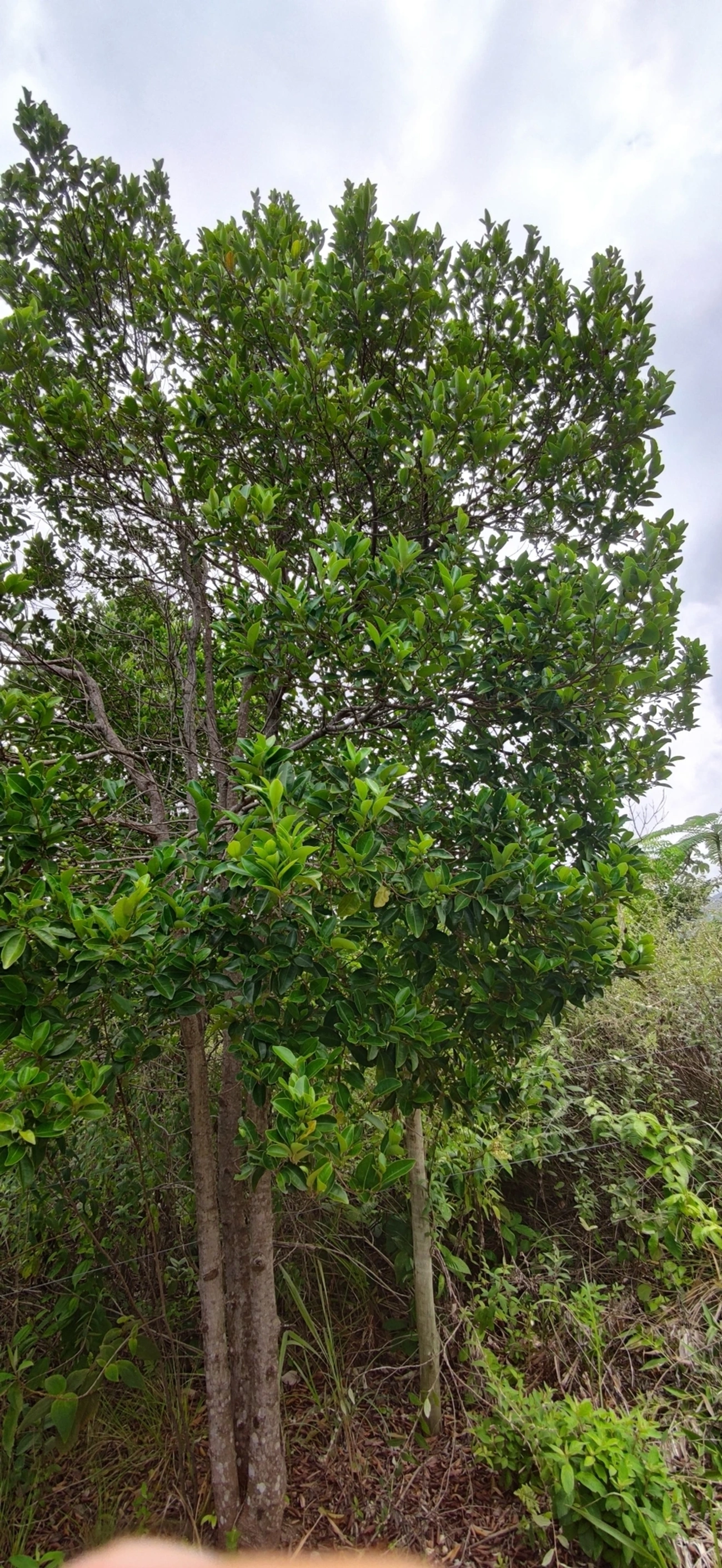 Figueira microcarpa (Ficus microcarpa), plantas, fotografado em Paúba, São Sebastião