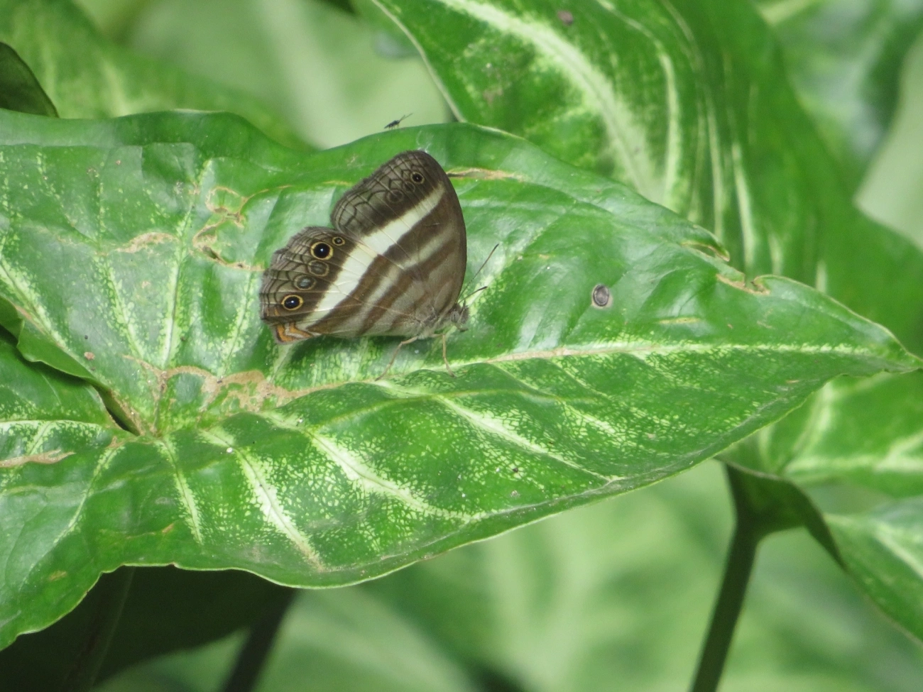 Pareuptychia summandosa, insetos, fotografado em Paúba, São Sebastião