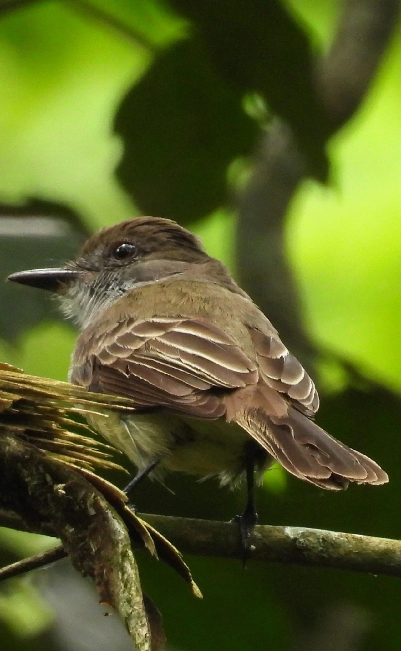 Marias-Cavaleiras e Afins (Myiarchus), aves, fotografado em Perequê, Ilhabela