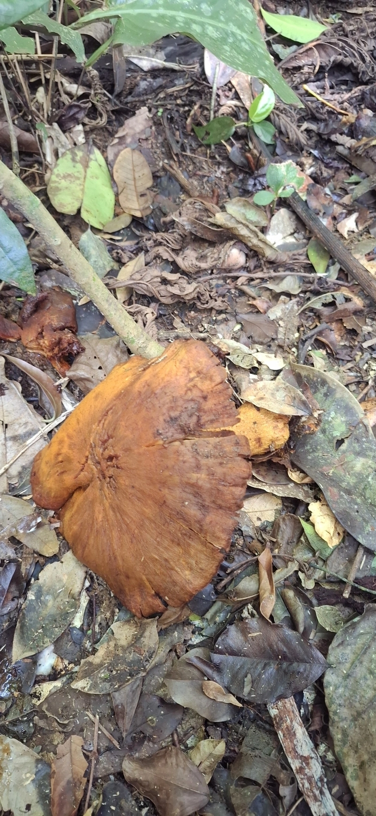 Cogumelos Lamelados (Agaricales), fungos, fotografado em Enxovas, Ilhabela
