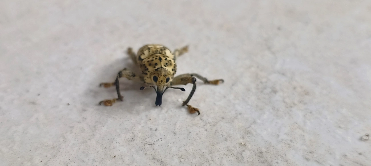 Broca-da-ráquis-foliar (Ameris ynca), insetos, fotografado em Maresias, São Sebastião