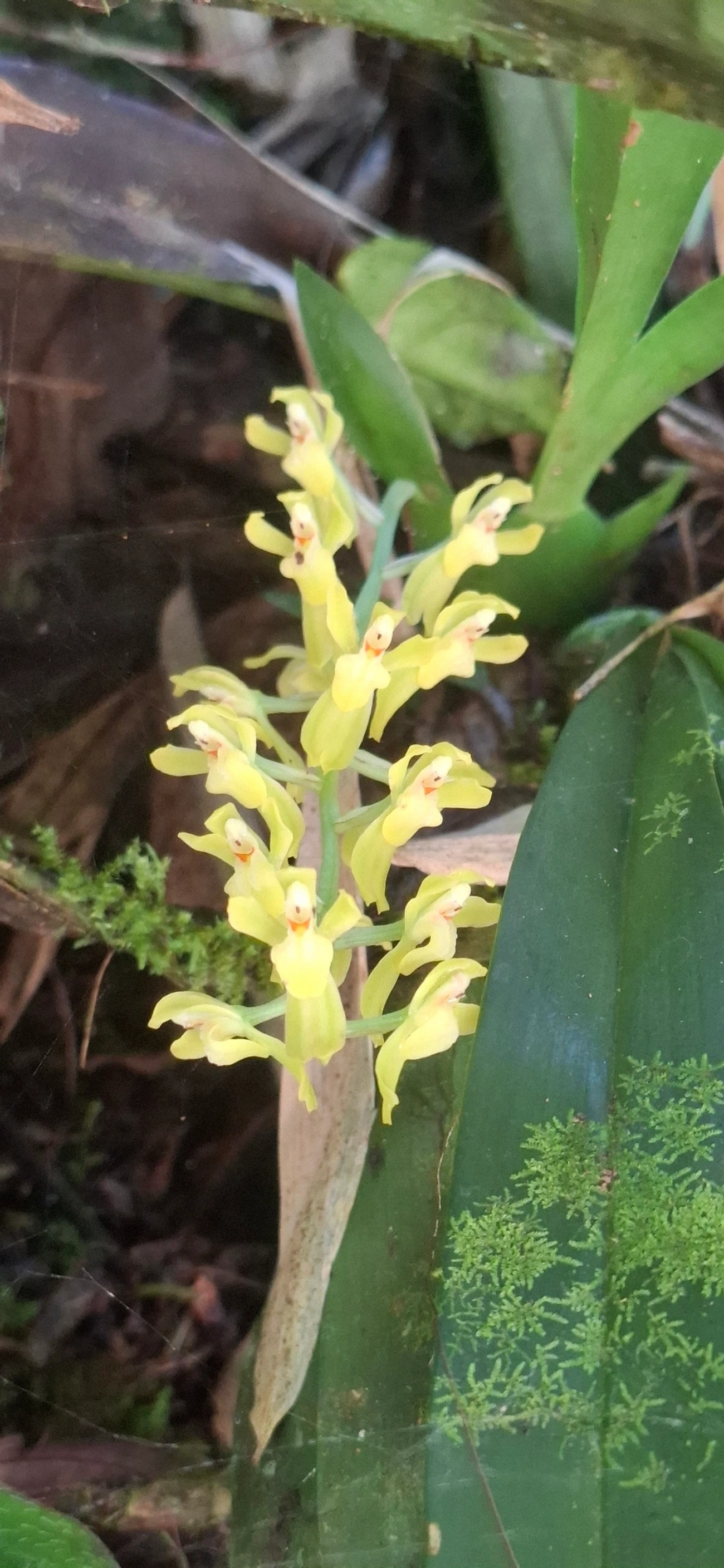 Gomesa, plantas, fotografado em Queluz