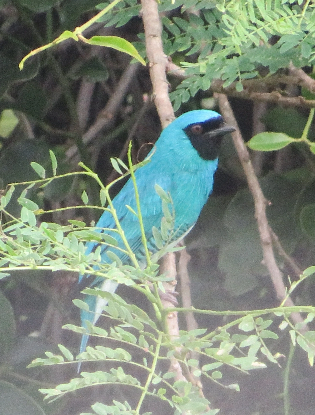 Saí-andorinha (Tersina viridis), aves, fotografado em Maresias, São Sebastião