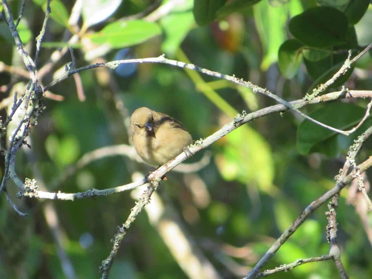 Caboclinhos e Papa-capins (Sporophila), aves, fotografado em Maresias, São Sebastião
