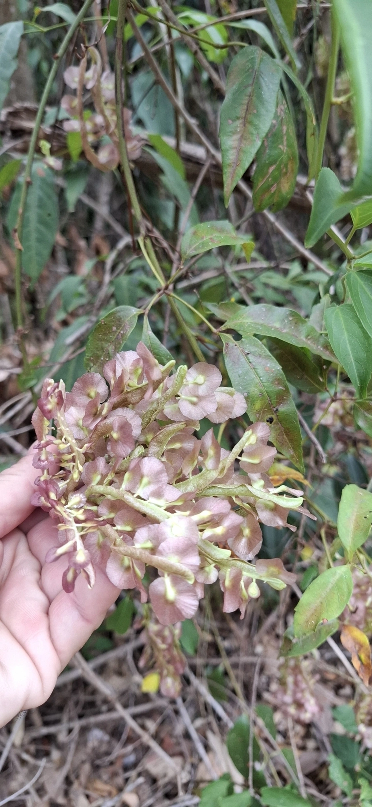 Plantas (Plantae), plantas, fotografado em Itamonte