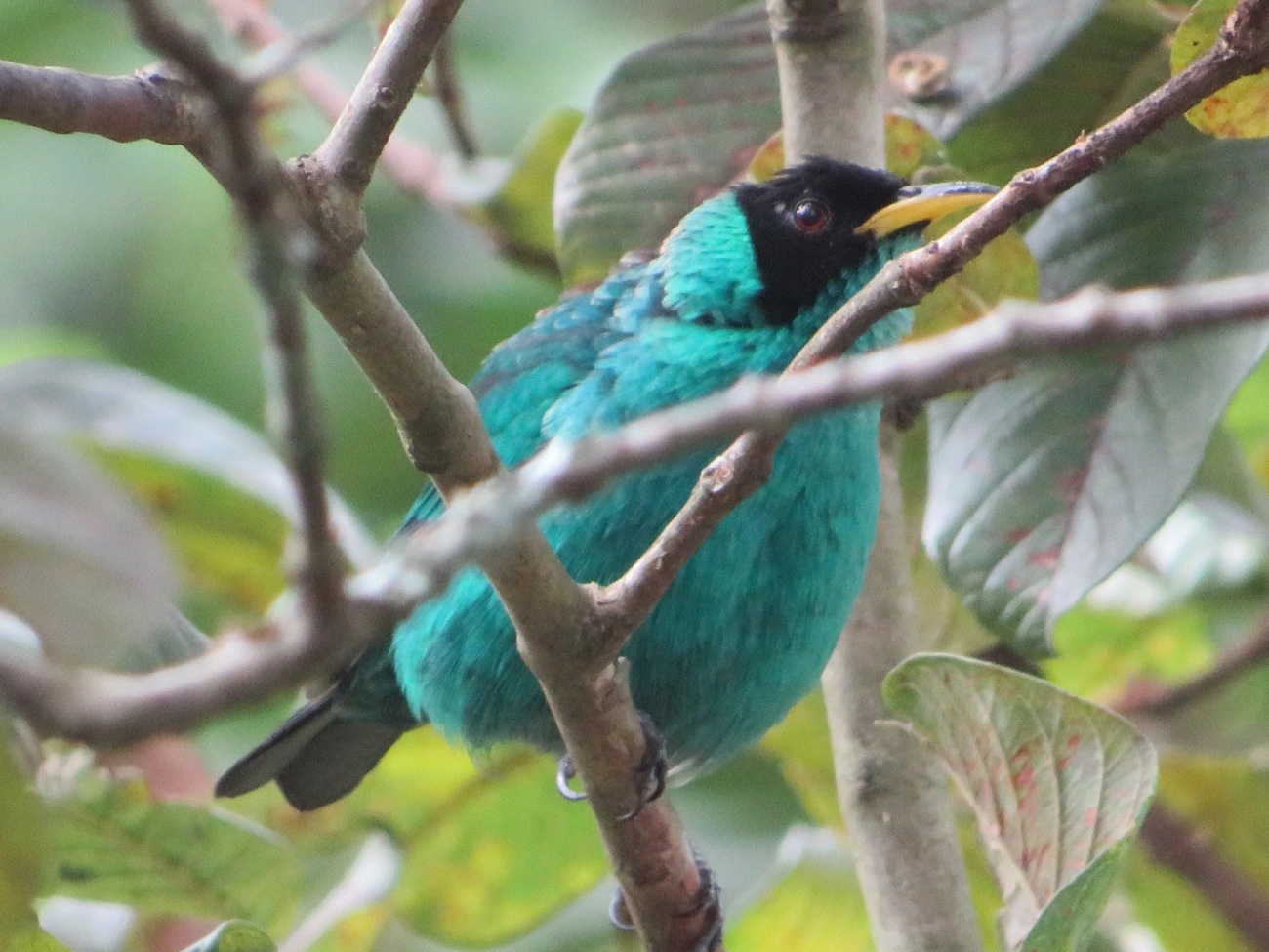 Saí-verde (Chlorophanes spiza), aves, fotografado em Maresias, São Sebastião