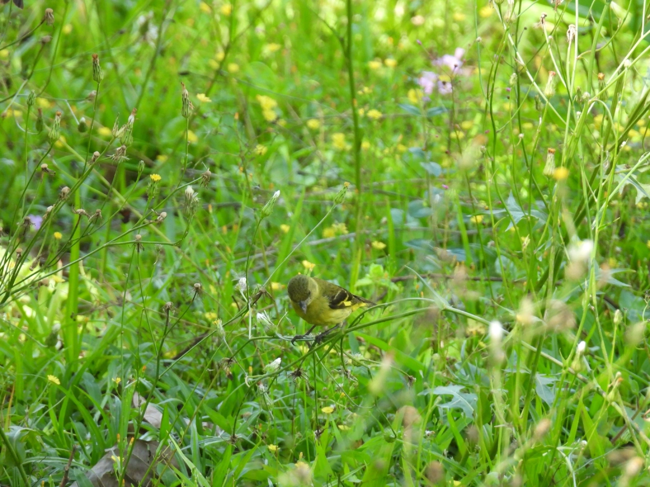 Pintassilgo (Spinus magellanicus), aves, fotografado em São Luíz do Paraitinga