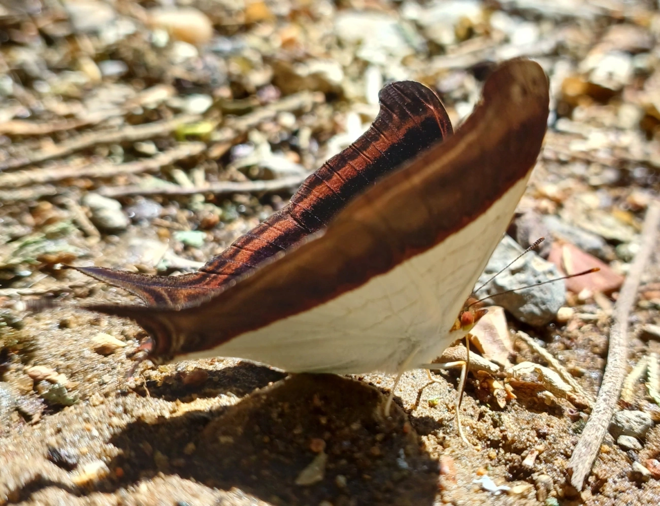 Marpesia zerynthia, insetos, fotografado em Maromba, Visconde de Mauá