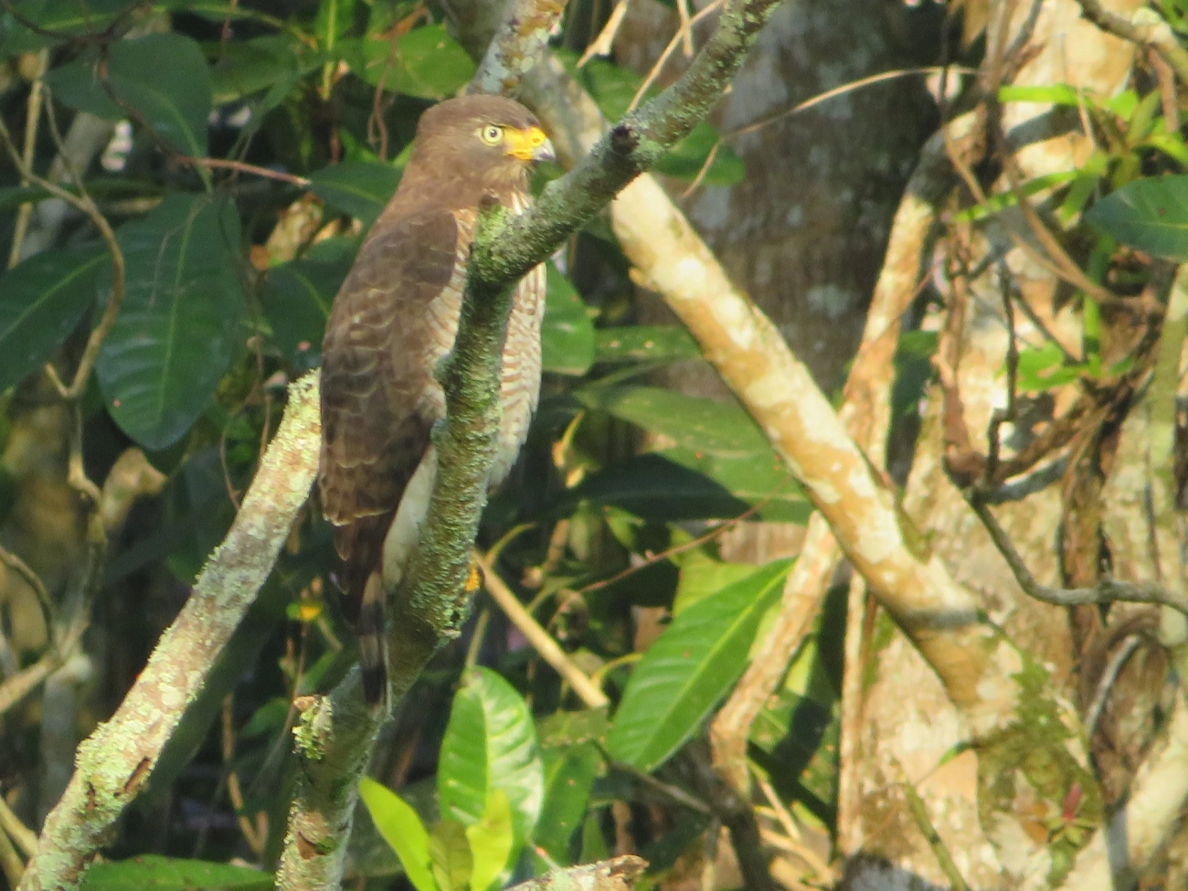 Gavião-carijó (Rupornis magnirostris), aves, fotografado em Maresias, São Sebastião