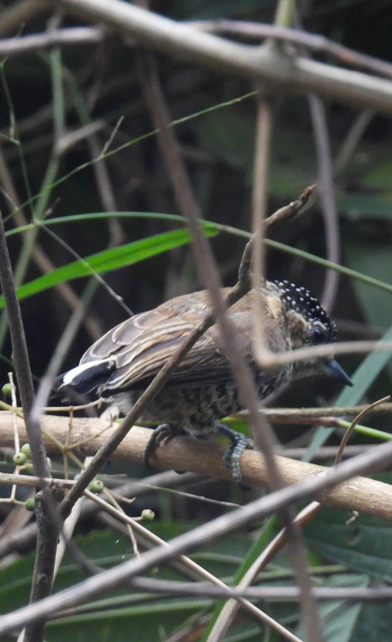 Pica-pau-anão-barrado (Picumnus cirratus), aves, fotografado em Recanto Imperial, Santa Isabel