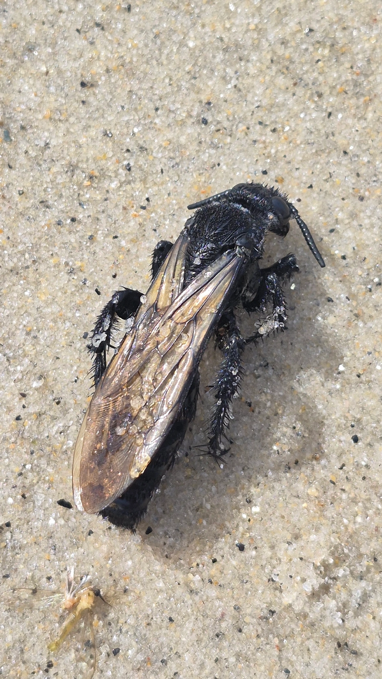 Scoliidae, insetos, fotografado em Maresias, São Sebastião