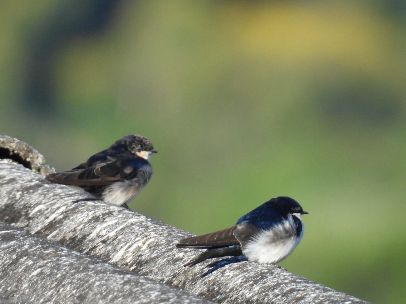 Andorinha-azul-e-branca (Pygochelidon cyanoleuca), aves, fotografado em Itamonte