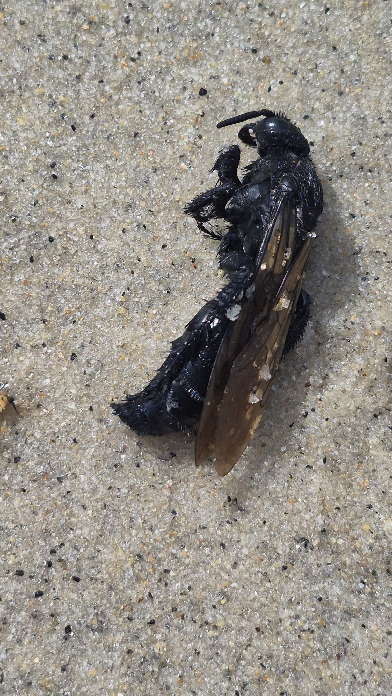 Scoliidae, insetos, fotografado em Maresias, São Sebastião