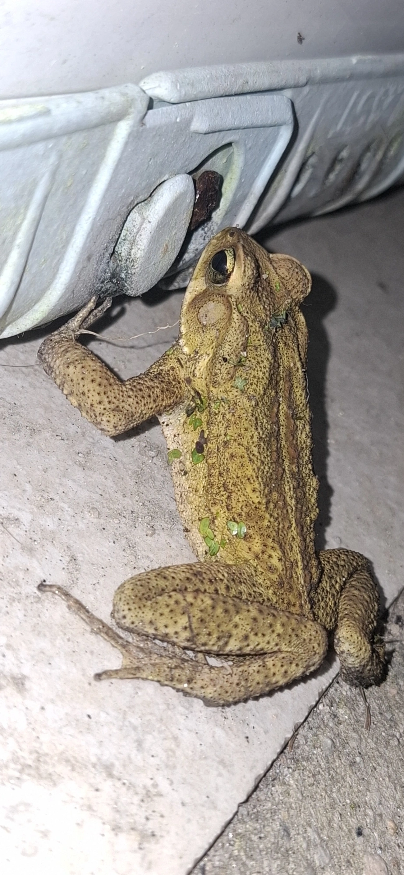 Sapo-de-floresta (Rhinella ornata), anfíbios, fotografado em Maresias, São Sebastião