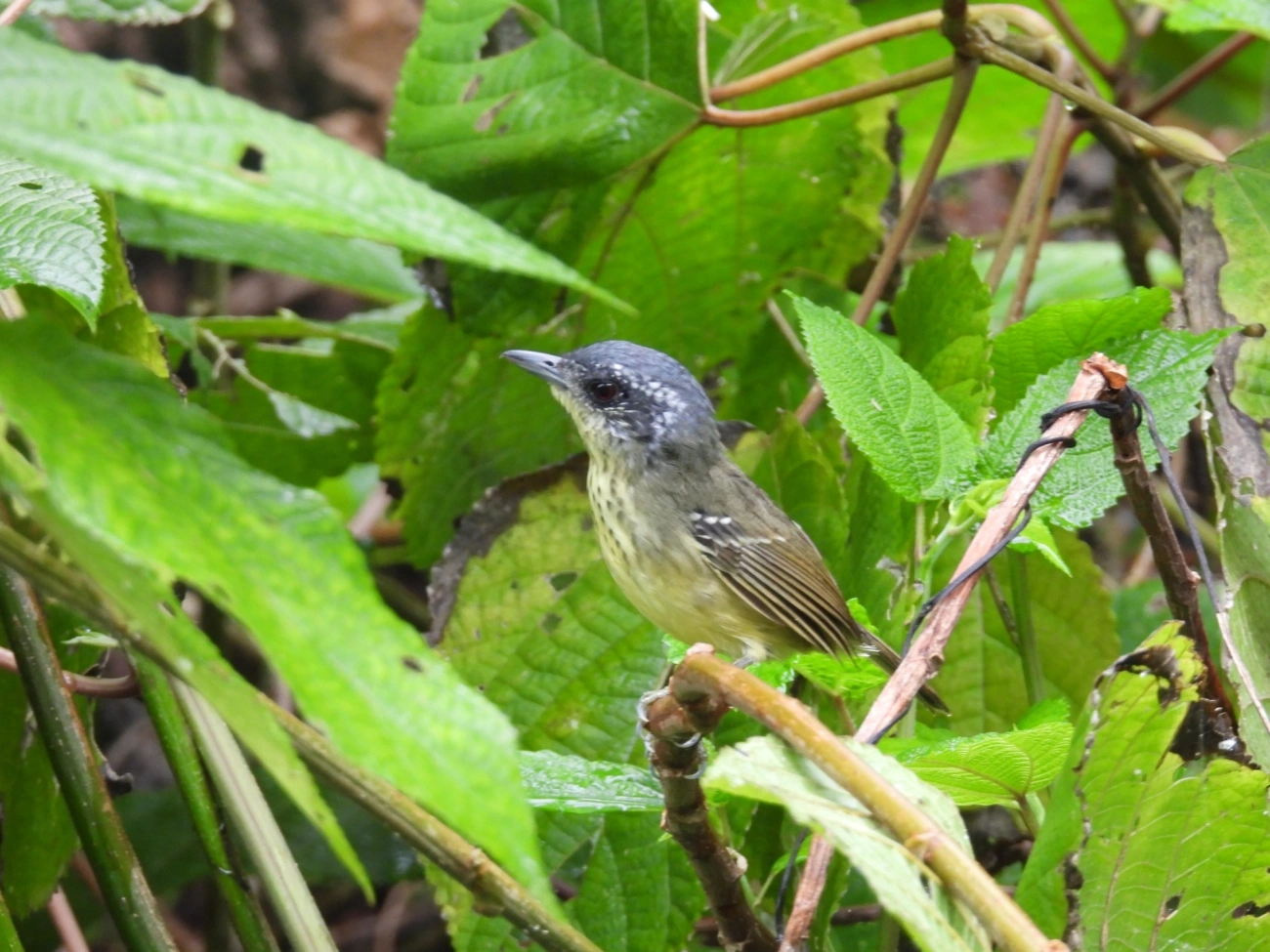 Choquinha-de-peito-pintado (Dysithamnus stictothorax), aves, fotografado em São Sebastião