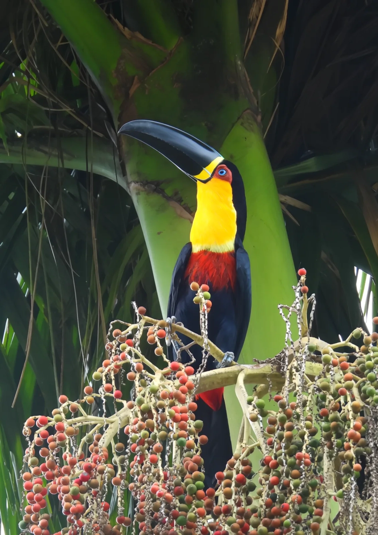 Tucano-de-ariel (Ramphastos vitellinus), aves, fotografado em Maresias, São Sebastião