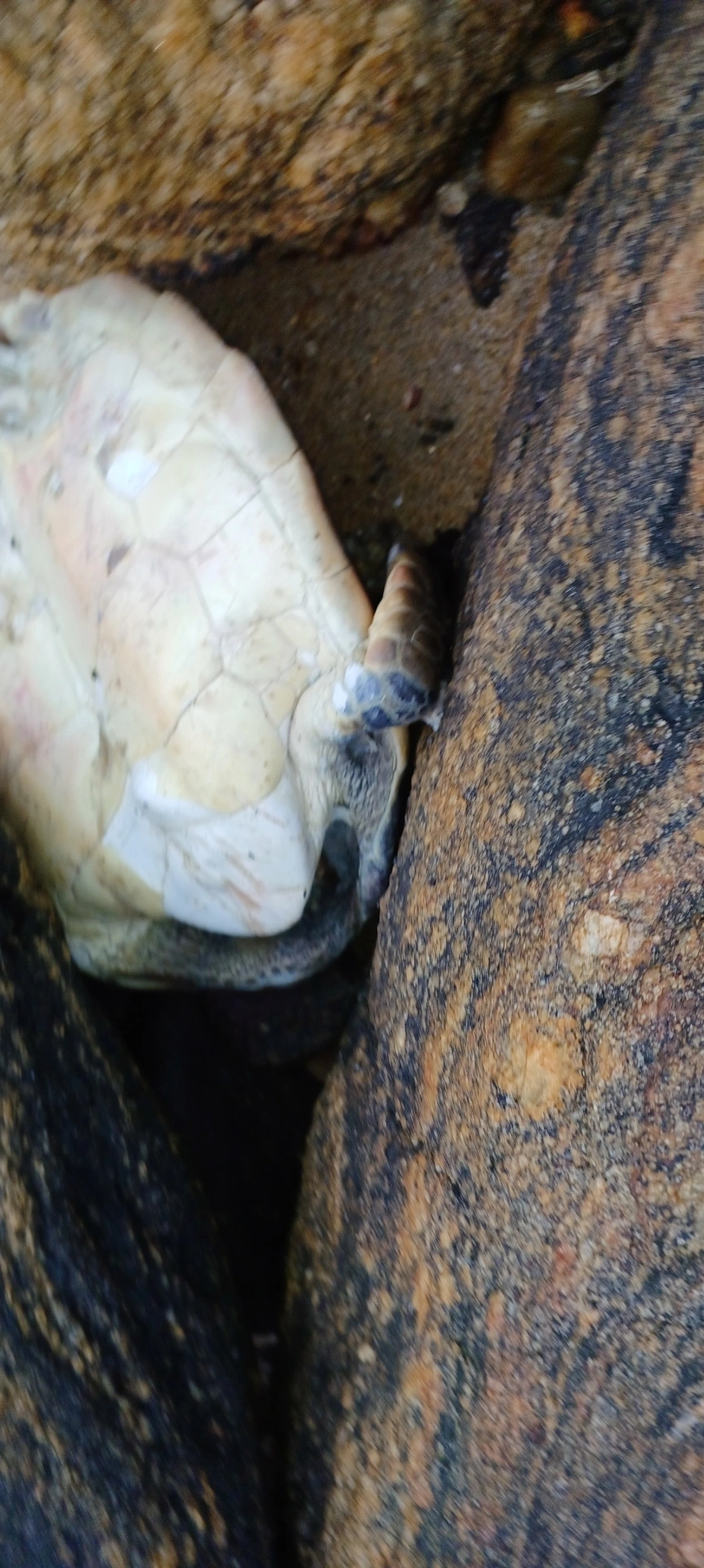 Tartarugas-marinhas típicas (Cheloniidae), répteis, fotografado em Maresias, São Sebastião
