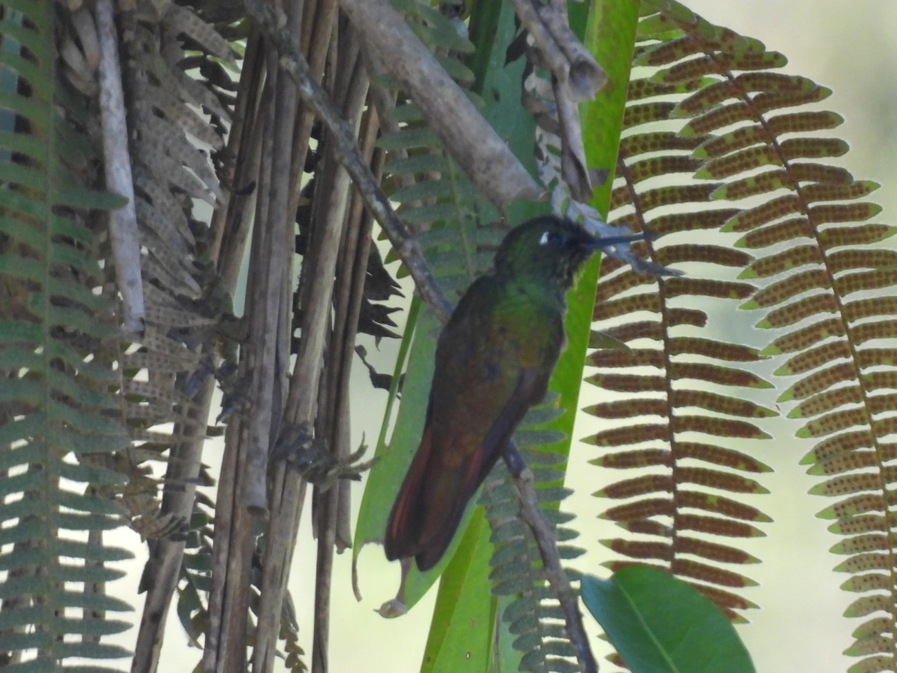 Beija-flor-rubi (Heliodoxa rubricauda), aves, fotografado em Paranapiacaba