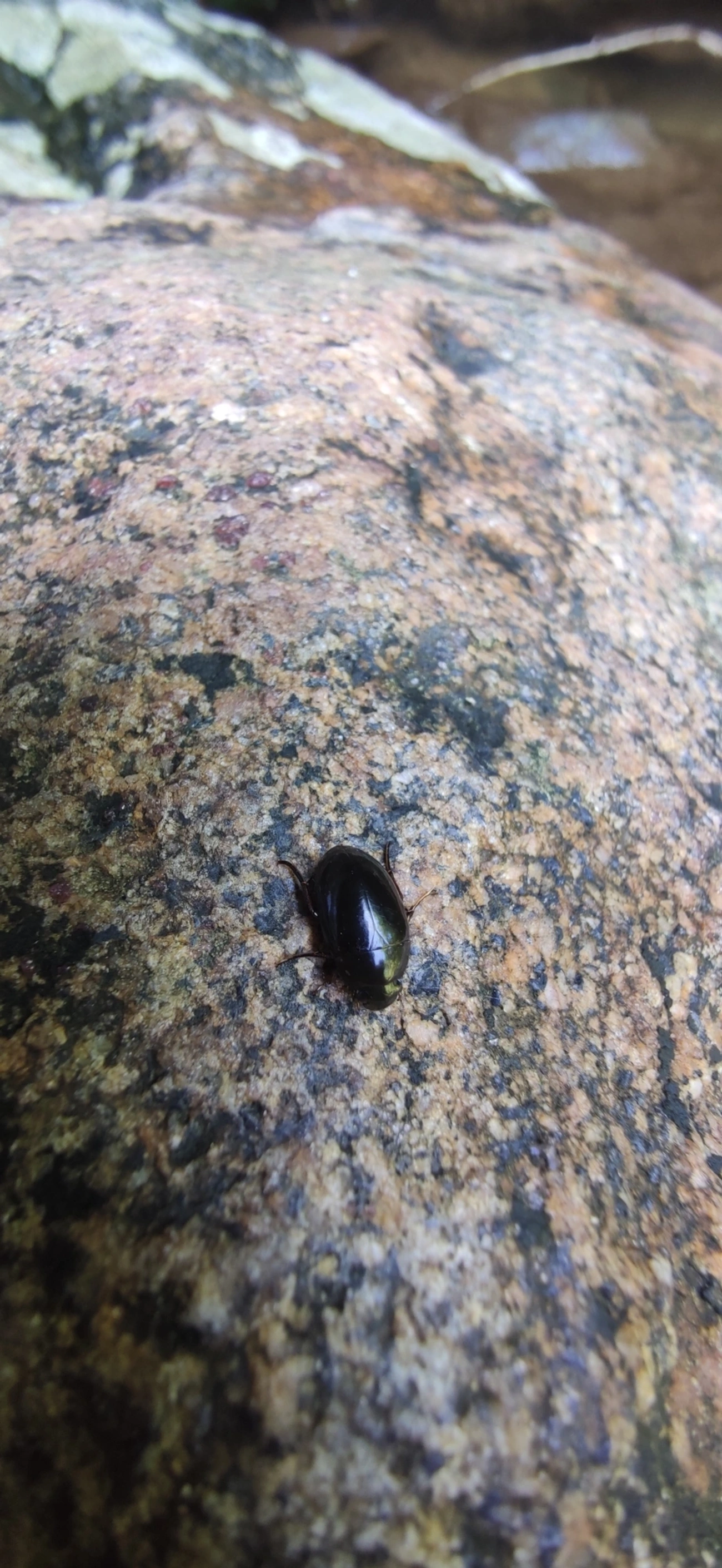 Tropisternus, insetos, fotografado em Maresias, São Sebastião