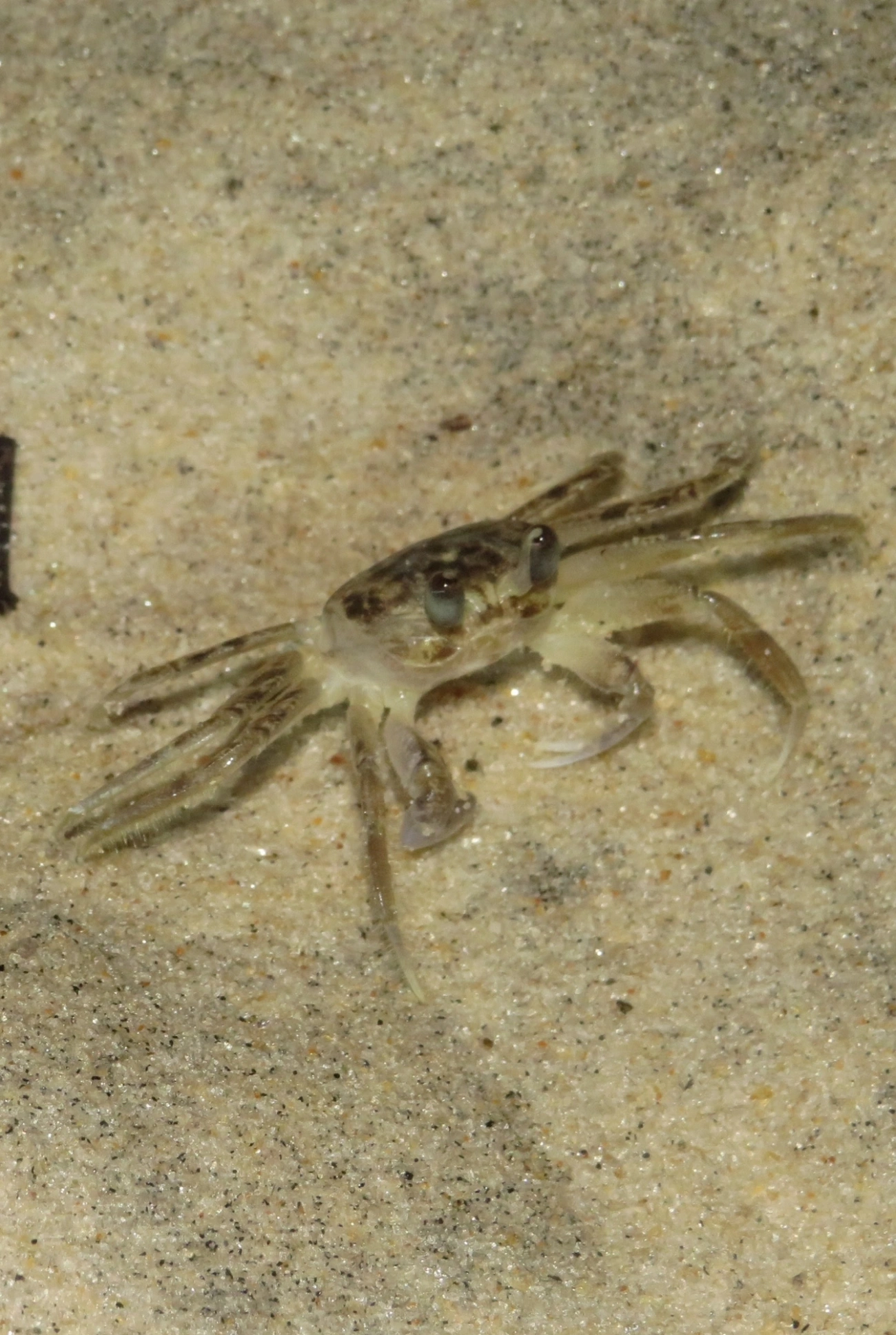 Maria-farinha (Ocypode quadrata), crustáceos, fotografado em Maresias, São Sebastião