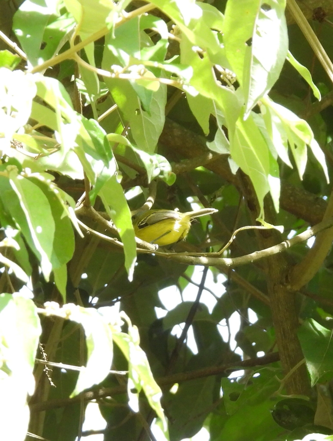 Teque-teque (Todirostrum poliocephalum), aves, fotografado em Jacareí