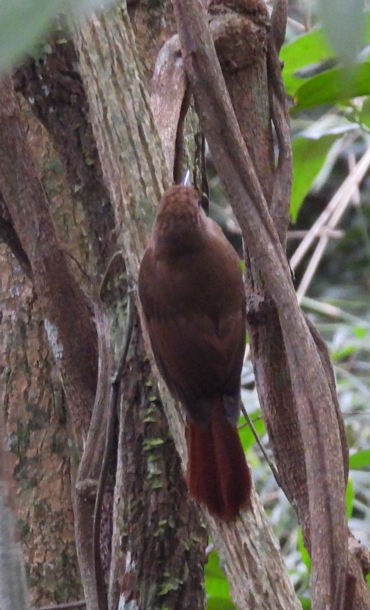 Arapaçu-liso (Dendrocincla turdina), aves, fotografado em Castelhanos, Ilhabela